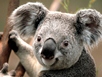 Koala-SMALL - Copy (3).jpg